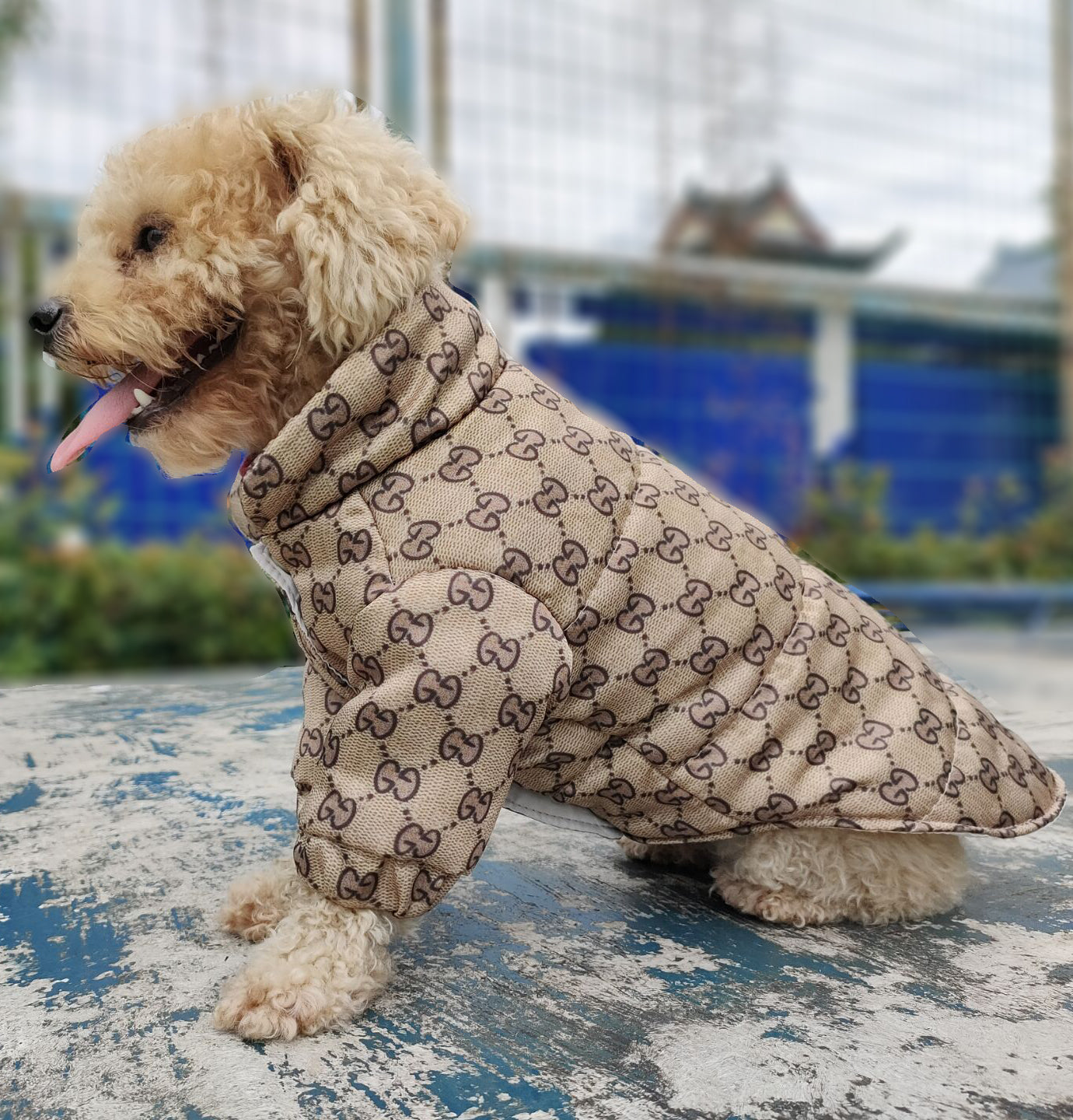 GG Sparkling Hound Wrap Jacket